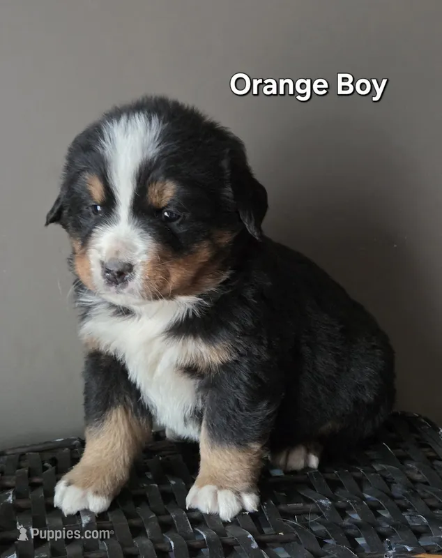 Orange Boy – Bernese Mountain Dog puppy for sale in Owosso, MI