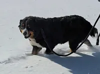 Orange Boy, a male Bernese Mountain Dog for sale in Owosso, MI – Photo 3 of 5