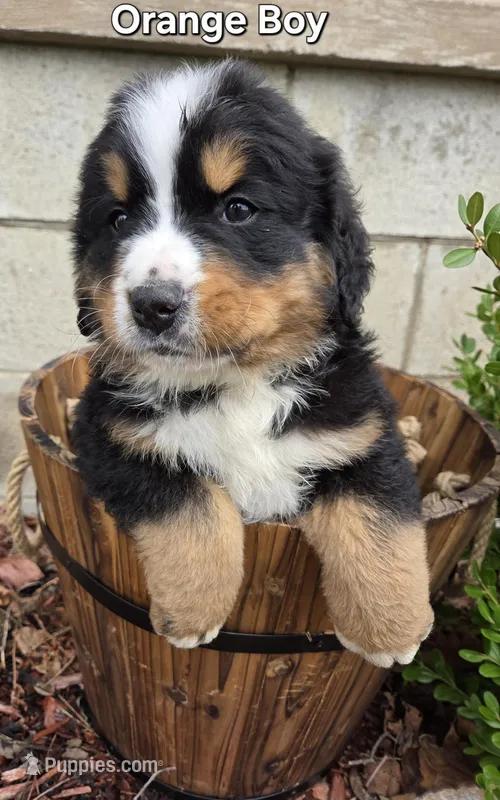 Orange Boy – Bernese Mountain Dog puppy for sale in Owosso, MI