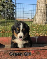 Green girl, a female Bernese Mountain Dog for sale in Owosso, MI – 3 of 7