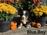 Blue Boy, a male Bernese Mountain Dog for sale in Owosso, MI – 3 of 7