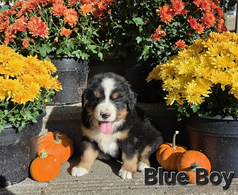 Blue Boy – Bernese Mountain Dog puppy for sale in Owosso, MI