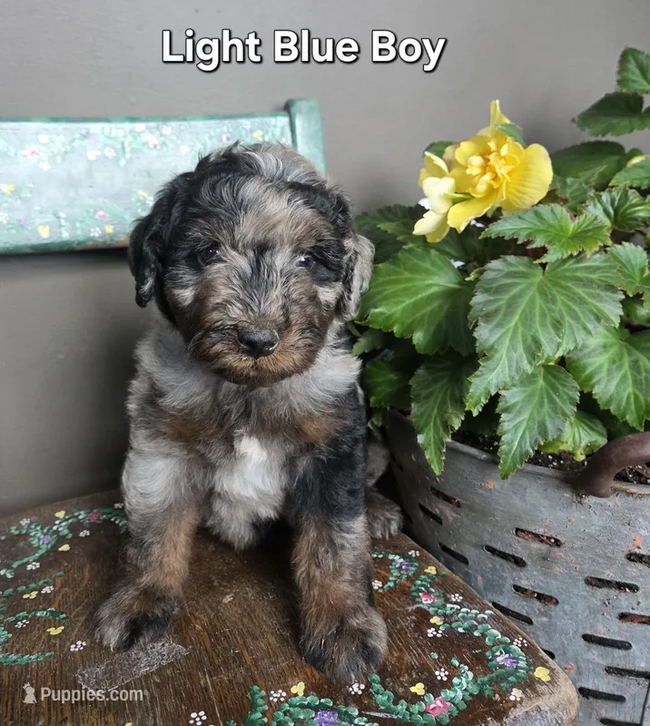 Light Blue boy – Aussiedoodle, Bernedoodle puppy for sale in Owosso, MI