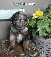 Light Blue boy, a male Aussiedoodle and Bernedoodle for sale in Owosso, MI – 1 of 3