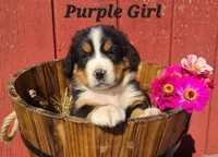 Purple Girl, a female Bernese Mountain Dog for sale in Owosso, MI – Photo 2 of 4