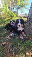 Purple Girl, a female Bernese Mountain Dog for sale in Owosso, MI – Photo 1 of 4