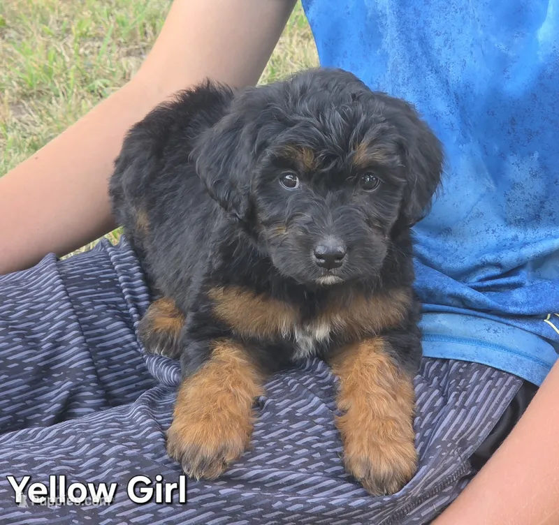 Yellow Girl – Aussiedoodle, Bernedoodle puppy for sale in Owosso, MI