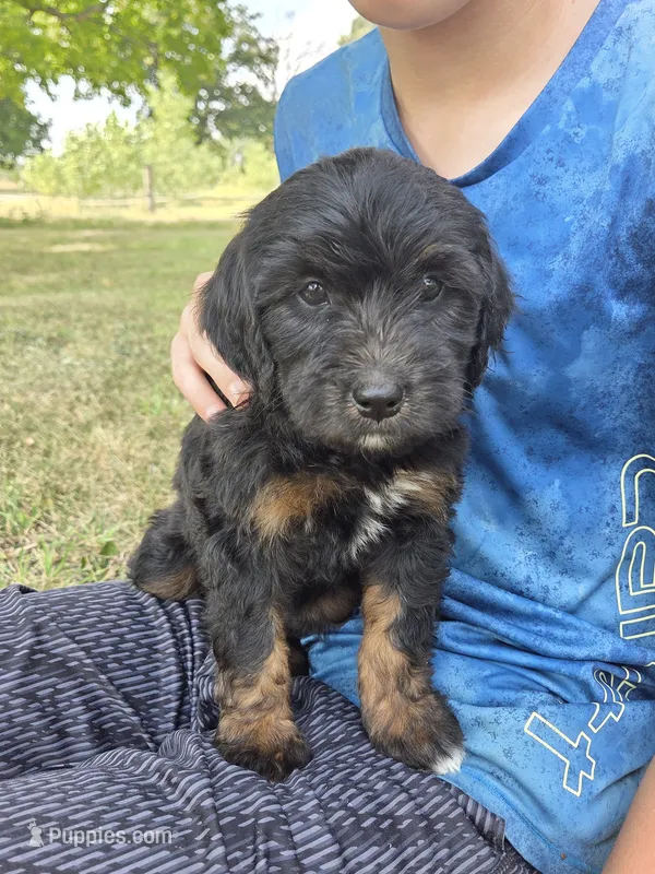 Dark Pink Girl – Aussiedoodle, Bernedoodle puppy for sale in Owosso, MI