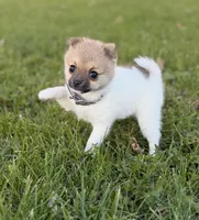 Cozi Puff, a female Pomeranian and Toy Fox Terrier for sale in Flushing, MI – 6 of 7