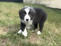 Bika, a female Border Collie for sale in Flushing, MI – 3 of 4