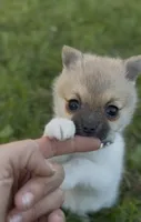 Cozi Puff, a female Pomeranian and Toy Fox Terrier for sale in Flushing, MI – 4 of 7