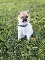 Cozi Puff, a female Pomeranian and Toy Fox Terrier for sale in Flushing, MI – 7 of 7