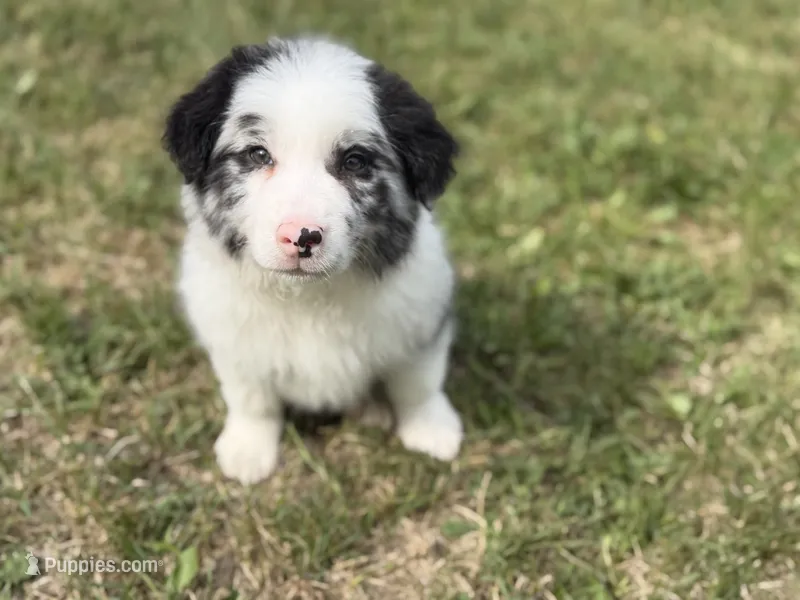 Bruno – Border Collie puppy for sale in Flushing, MI