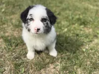 Bruno, a male Border Collie for sale in Flushing, MI – 1 of 5