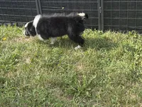 Bika, a female Border Collie for sale in Flushing, MI – 4 of 4