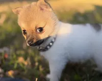 Cozi Puff, a female Pomeranian and Toy Fox Terrier for sale in Flushing, MI – 3 of 7