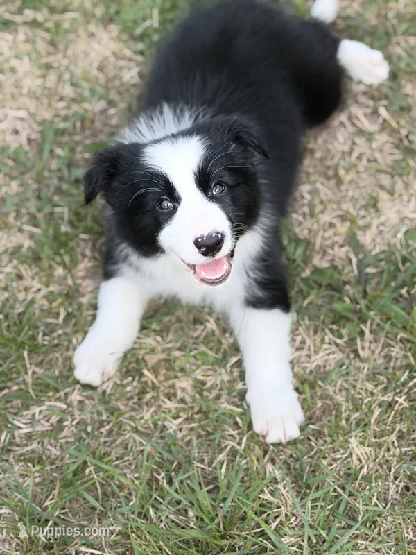 Bria – Border Collie puppy for sale in Flushing, MI