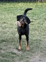 Aryn, a female American Black and Tan Coonhound for sale in Flushing, MI – 3 of 3
