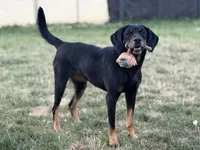 Aryn, a female American Black and Tan Coonhound for sale in Flushing, MI – 2 of 3