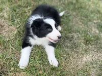 Bria, a female Border Collie for sale in Flushing, MI – 3 of 4