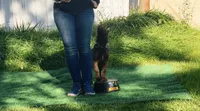Wolverine (Obedience Trained 4 weeks), a male Belgian Malinois for sale in Flushing, MI – 2 of 7