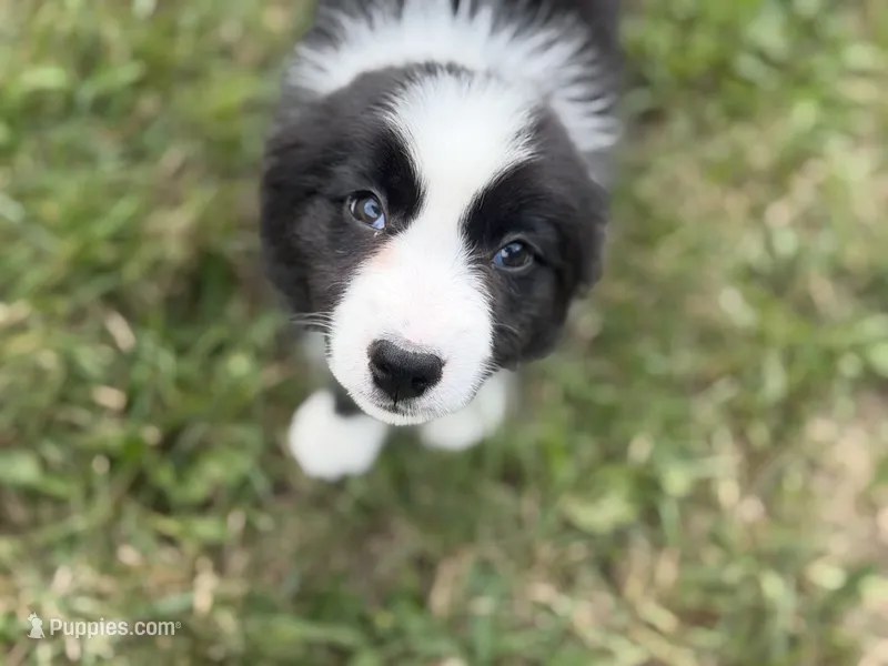 Bika – Border Collie puppy for sale in Flushing, MI