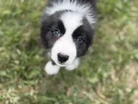 Bika, a female Border Collie for sale in Flushing, MI – 1 of 4
