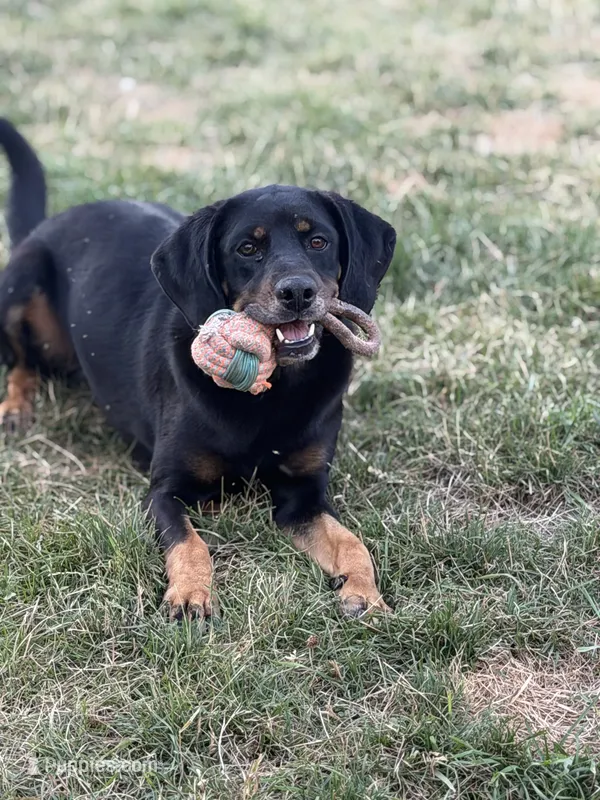 Aryn – American Black and Tan Coonhound puppy for sale in Flushing, MI