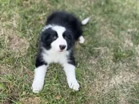 Bria, a female Border Collie for sale in Flushing, MI – 2 of 4