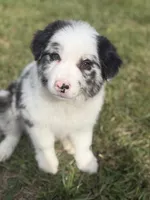 Bruno, a male Border Collie for sale in Flushing, MI – 2 of 5