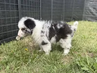 Bruno, a male Border Collie for sale in Flushing, MI – 4 of 5