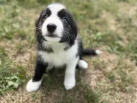 Bika, a female Border Collie for sale in Flushing, MI – 2 of 4