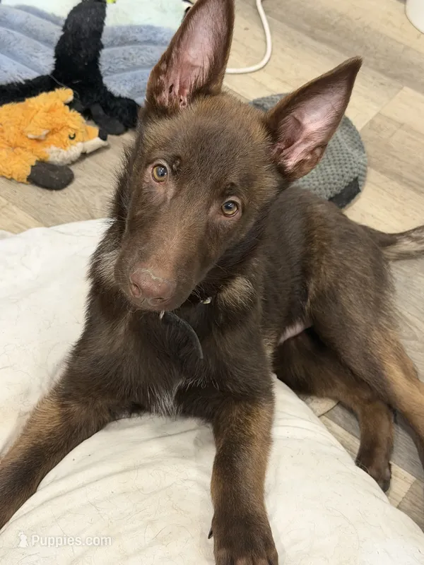 Wolverine (Obedience Trained 4 weeks) – Belgian Malinois puppy for sale in Flushing, MI