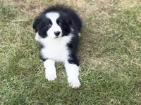 Bria, a female Border Collie for sale in Flushing, MI – 4 of 4