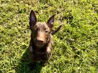 Wolverine (Obedience Trained 4 weeks), a male Belgian Malinois for sale in Flushing, MI – 6 of 7