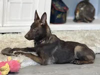 Wolverine (Obedience Trained 4 weeks), a male Belgian Malinois for sale in Flushing, MI – 5 of 7