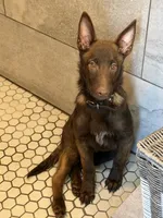 Wolverine (Obedience Trained 4 weeks), a male Belgian Malinois for sale in Flushing, MI – 3 of 7