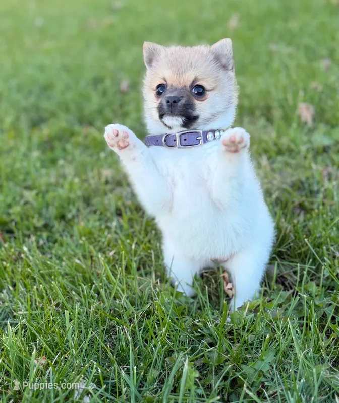 Cozi Puff – Pomeranian, Toy Fox Terrier puppy for sale in Flushing, MI