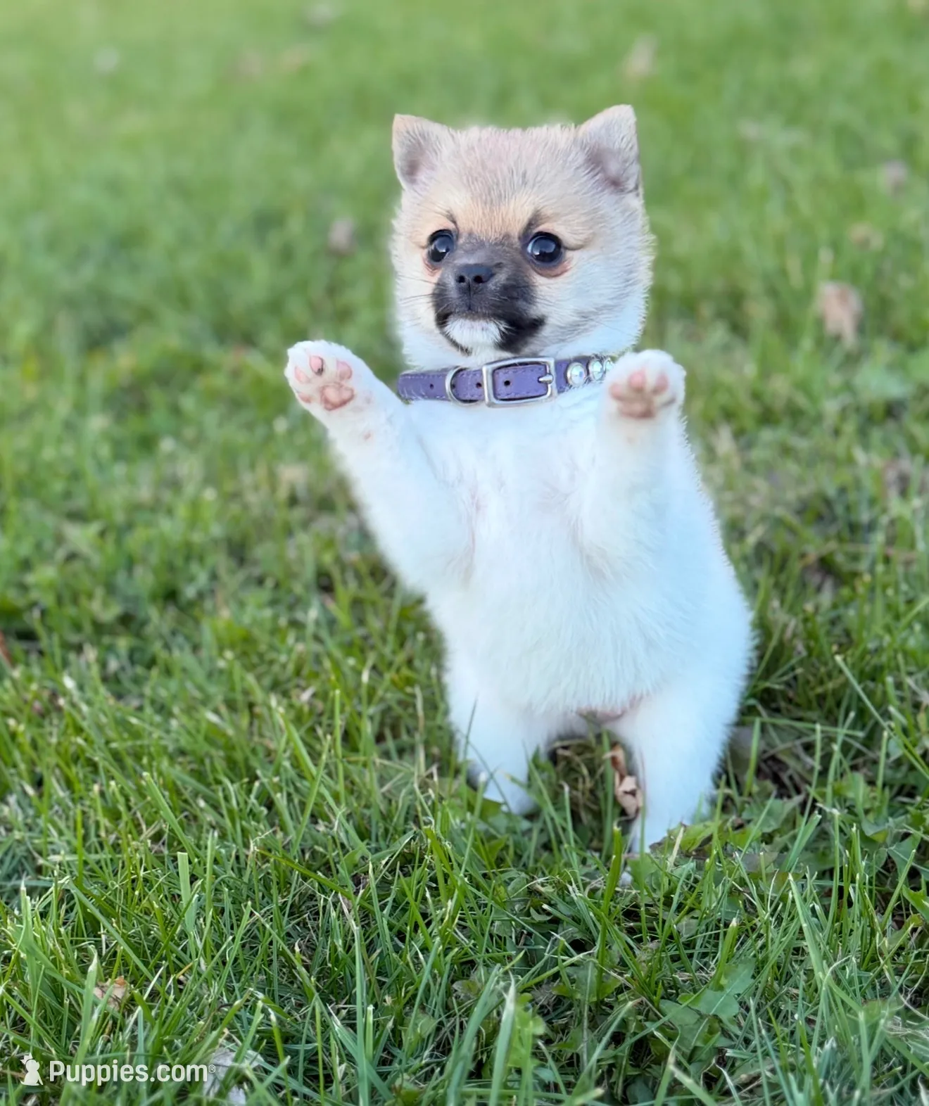 Cozi Puff, a female Pomeranian and Toy Fox Terrier for sale in Flushing, MI – 1 of 7