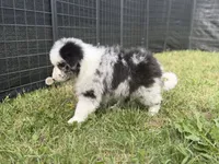 Bruno, a male Border Collie for sale in Flushing, MI – 3 of 5