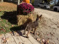 Wolverine (Obedience Trained 4 weeks), a male Belgian Malinois for sale in Flushing, MI – 4 of 7
