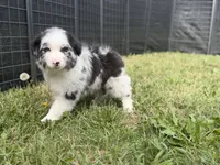 Bruno, a male Border Collie for sale in Flushing, MI – 5 of 5