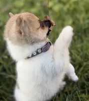 Cozi Puff, a female Pomeranian and Toy Fox Terrier for sale in Flushing, MI – 5 of 7