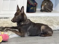 Wolverine (Obedience Trained 4 weeks), a male Belgian Malinois for sale in Flushing, MI – 7 of 7