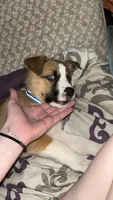 Aspen, a female American Pit Bull Terrier and Alaskan Husky for sale in Statesville, NC – 3 of 6