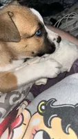 Aspen, a female American Pit Bull Terrier and Alaskan Husky for sale in Statesville, NC – 2 of 6