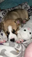 Aspen, a female American Pit Bull Terrier and Alaskan Husky for sale in Statesville, NC – 5 of 6