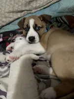 Aspen, a female American Pit Bull Terrier and Alaskan Husky for sale in Statesville, NC – 6 of 6