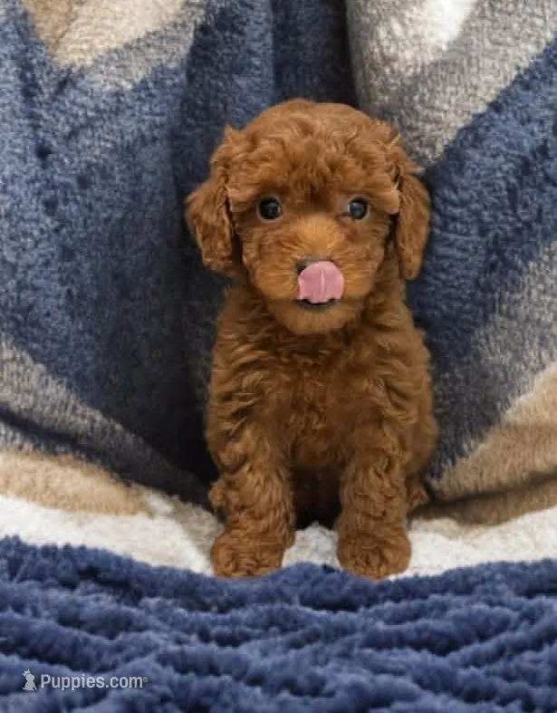 Lac – Poodle - Miniature , Poodle - Standard  puppy for sale in Fleming Island, FL