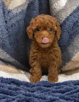 Lizzy, a male Poodle - Miniature  and Poodle - Standard  for sale in Fleming Island, FL – 2 of 2